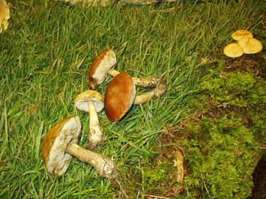 Festa dei prodotti del Monte Baldo